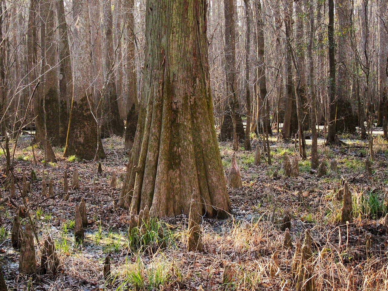 Congaree National Park Gateway, South Carolina — destination view